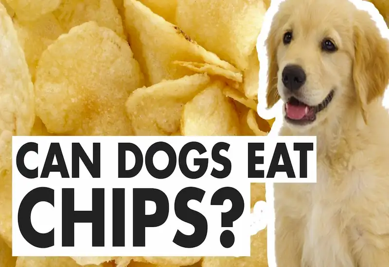 Can dogs eat salt and vinegar chips