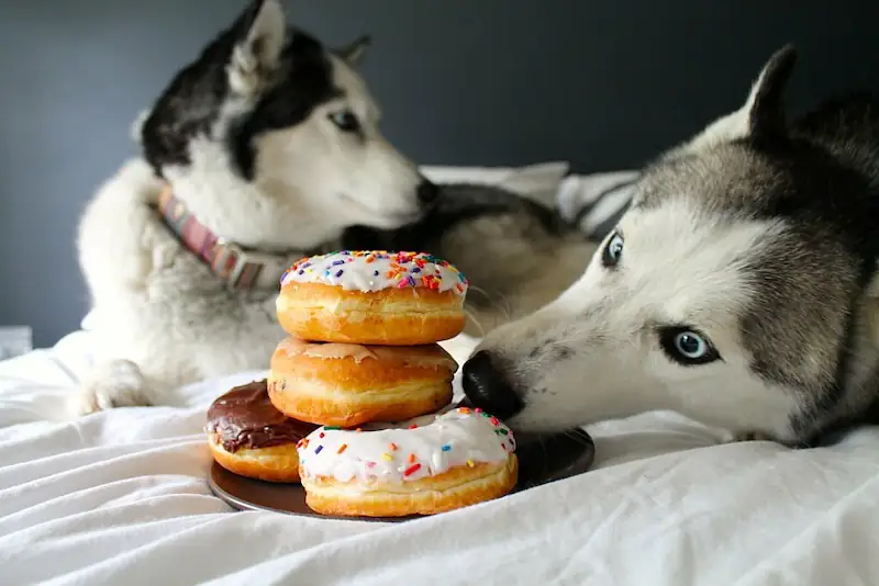 Effects of sugar on dogs