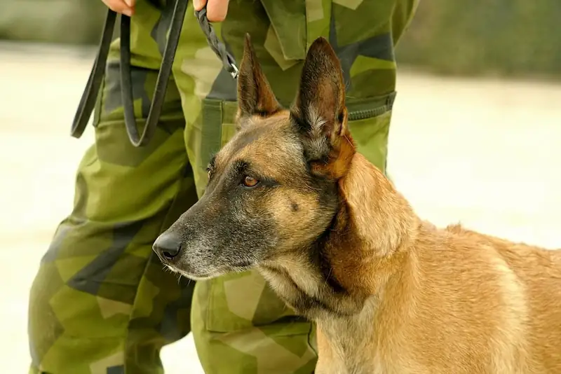 History of the military dog