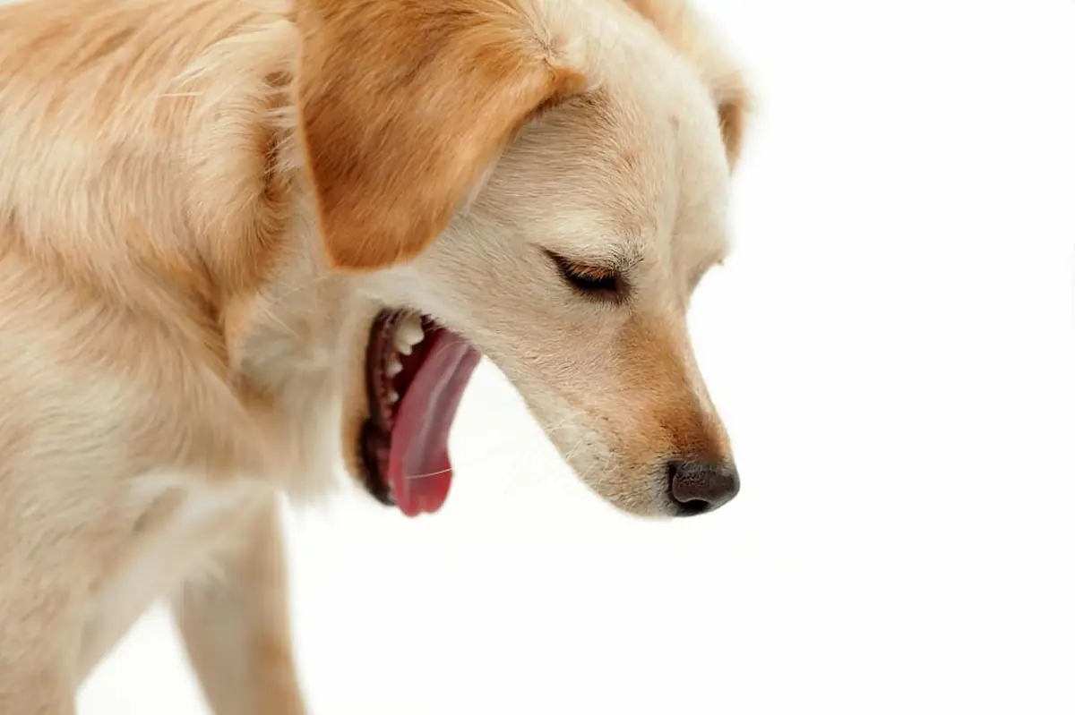 dog throwing up white foam