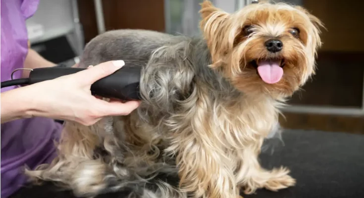 how to shave a matted dog
