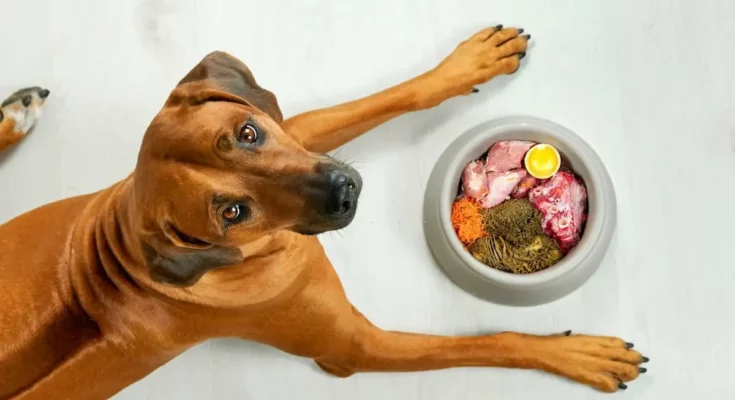 How much food should I feed my dog