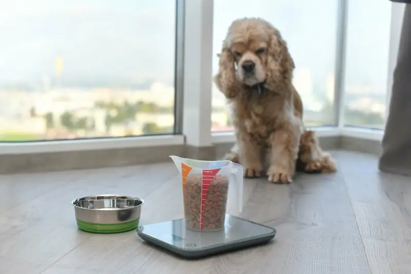 How much to feed a dog by weight
how much food should i feed my dog