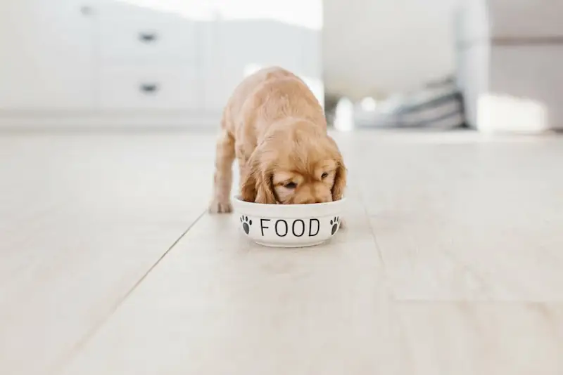how much to feed a puppy
