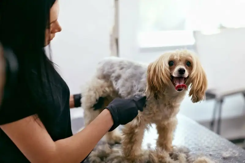 How to Shave a Very Matted Dog