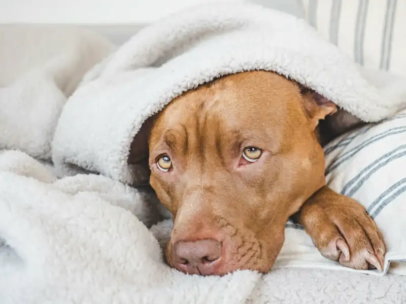 Keep water away from your Pitbull's eyes and ears