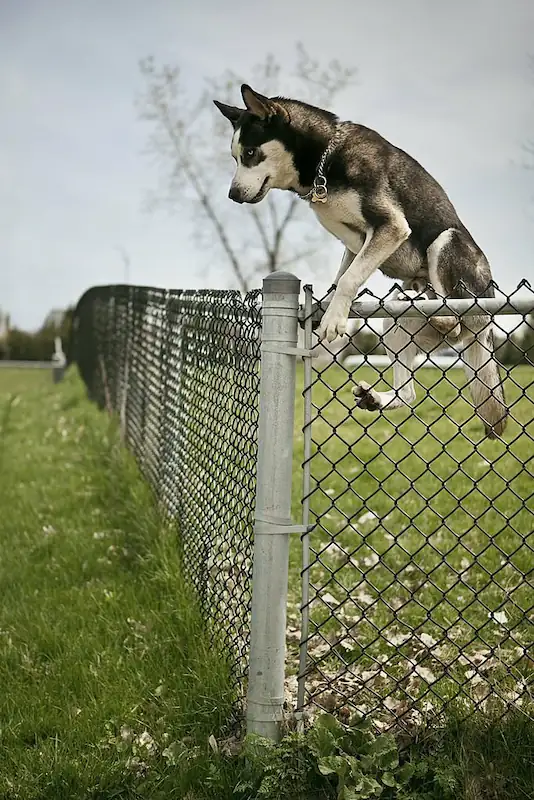 how do you keep a dog from jumping the fence
