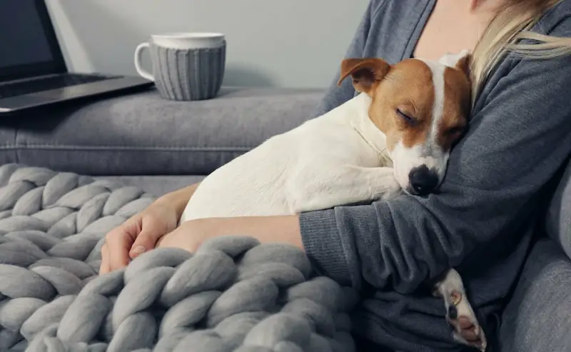 More Reasons Your Dog Growls When You Cuddle Him