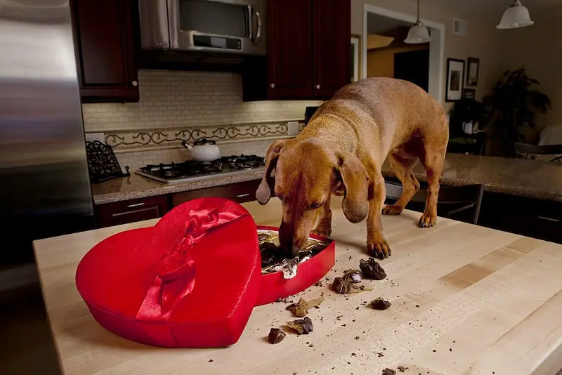 Signs of chocolate toxicity in your dog