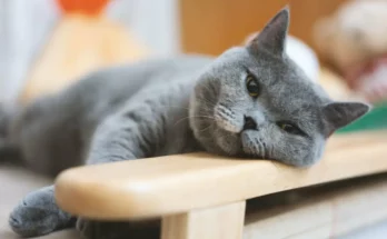 grey cat breeds