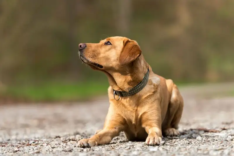 Tips To Stop Unwanted Sniffing Behavior  my dog