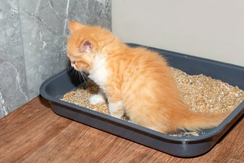 Treatment and Management for Cat Pooping Outside Litter Box