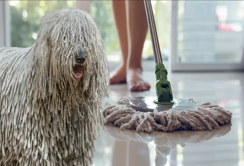 What are the best dog hair mops