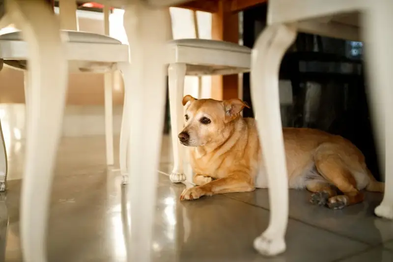 your dog is sitting under your chair