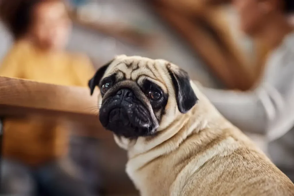 Why Pugs Are the Worst Breed