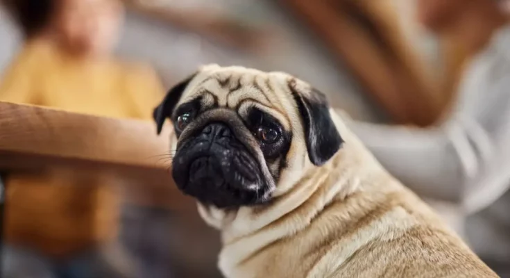 Why Pugs Are the Worst Breed