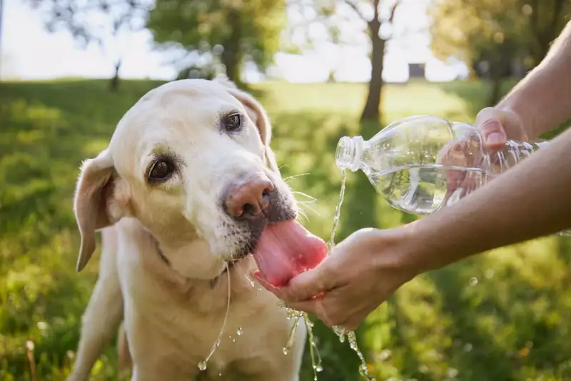 Your dog is thirsty