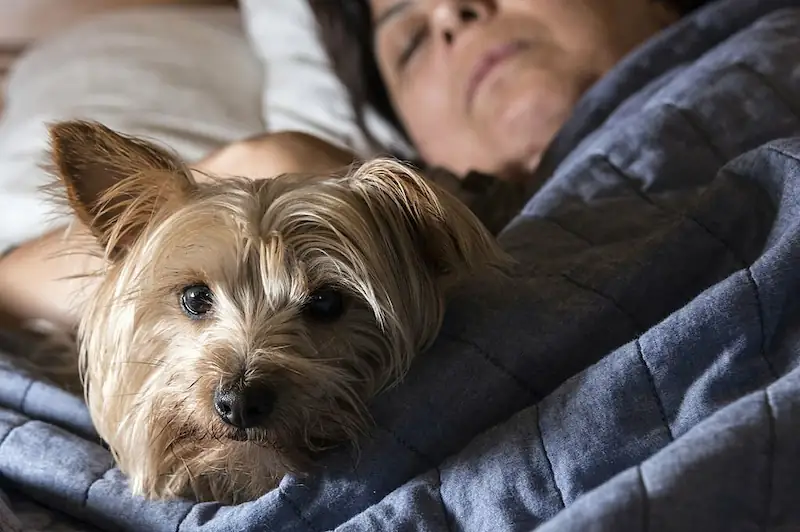 Your dog is trying to be closer to you at night