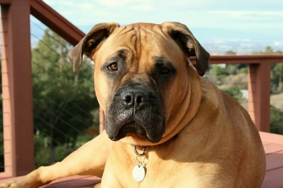 bullmastiff dog breed