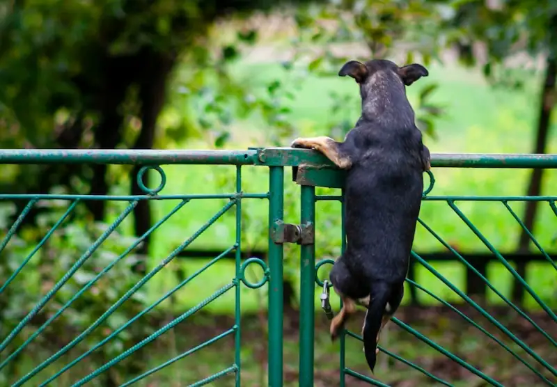 how do you keep a dog from jumping the fence