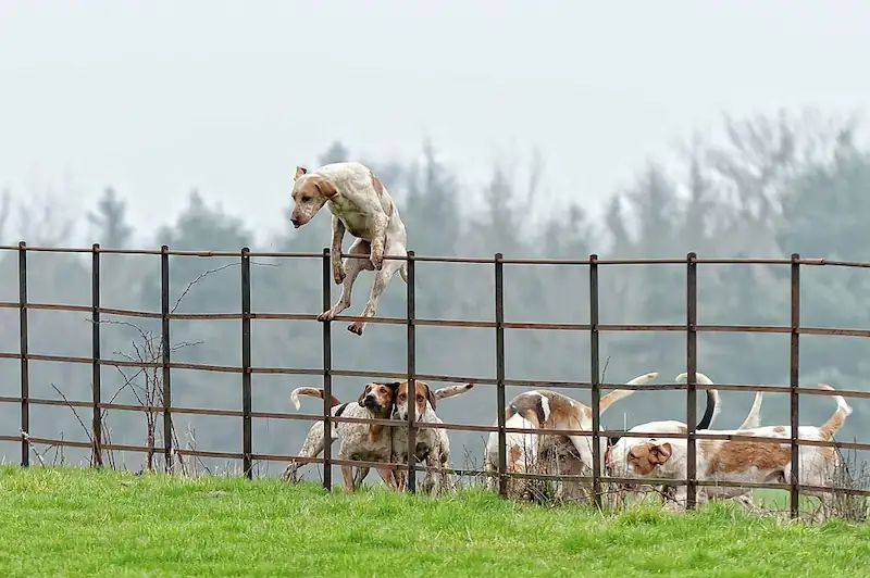 how to keep dog from jumping on fence