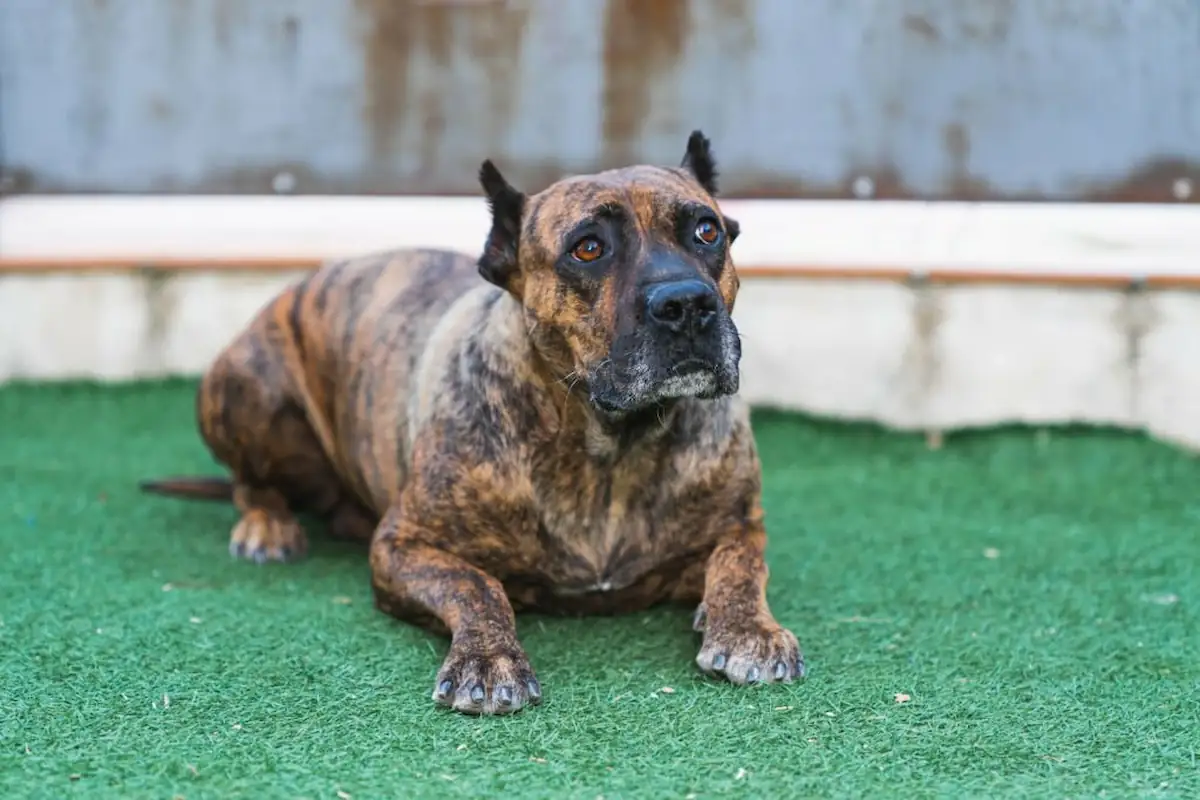 Everything to Know About the Perro De Presa Canario