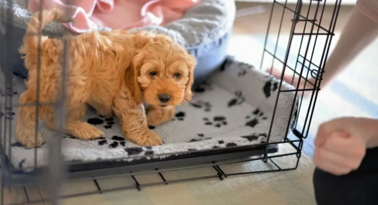 pros and cons of crate training