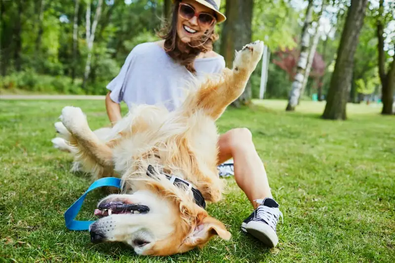 8 Reasons your dog keeps rubbing his body on you