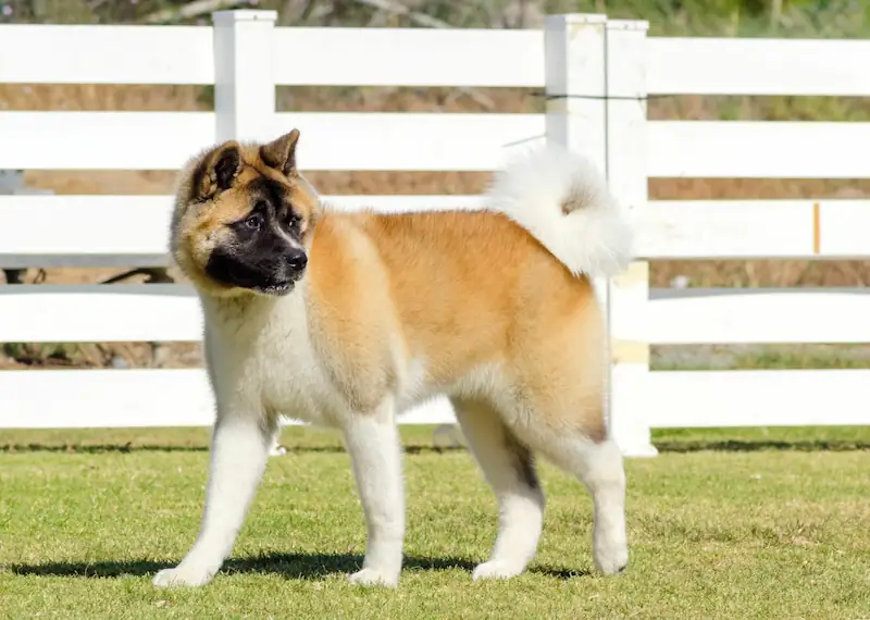 When do Akitas tails curl