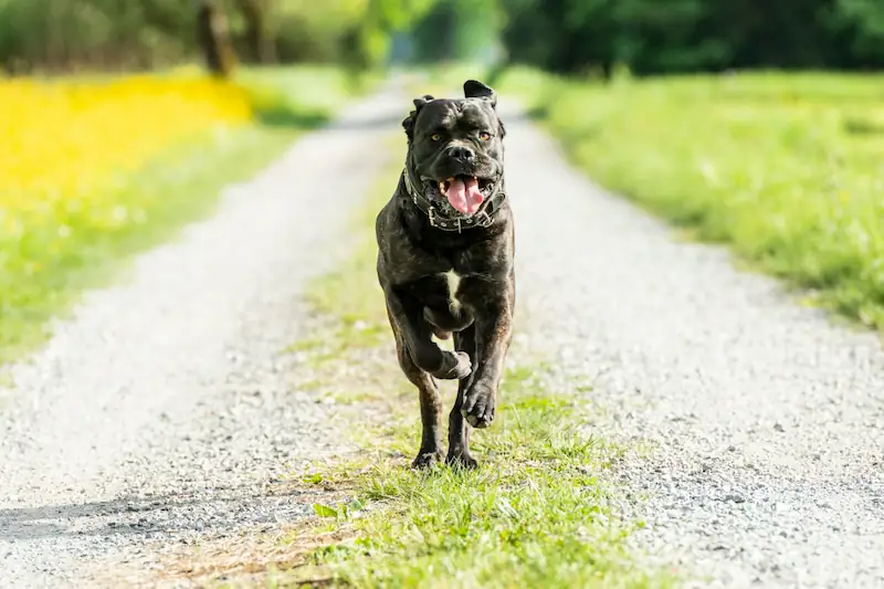 Are Cane Corso good for hiking