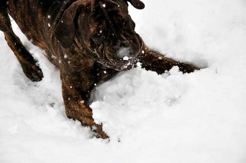 Are Cane Corso good in cold weather
