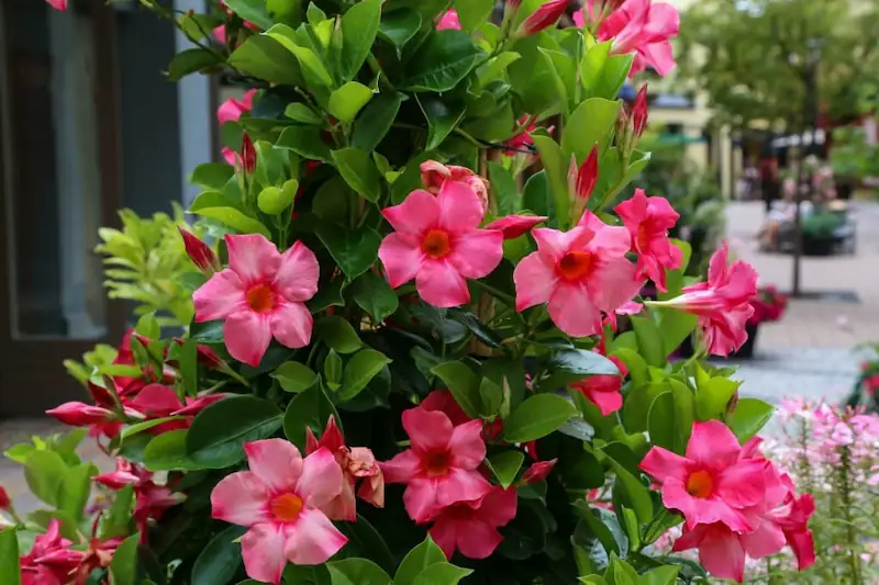 Are Mandevilla or Dipladenia flowers poisonous to pets