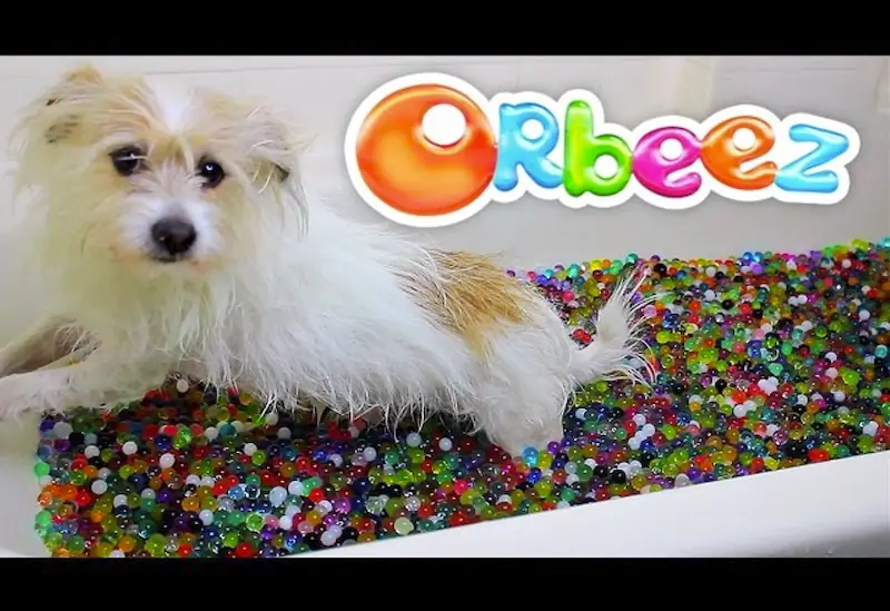 Are Orbeez Water Beads Toxic to Dogs 1