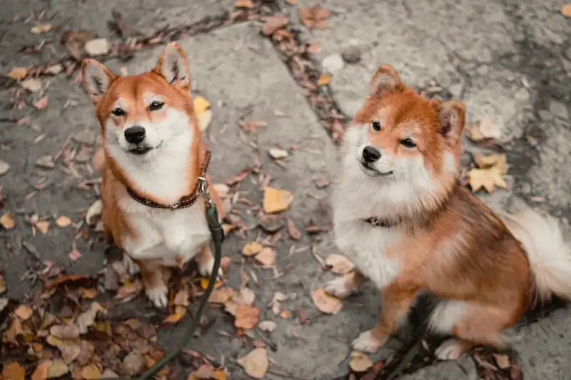 Are Shiba Inus Related To Foxes