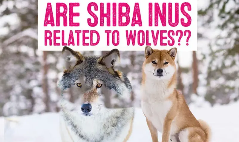 Are Shiba Inus Related To Wolves