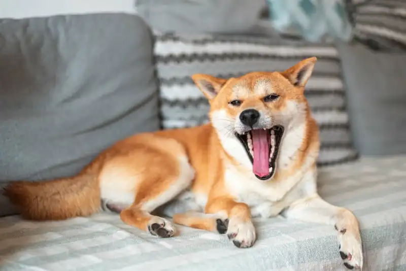 Are Shiba Inus aggressive with other dogs