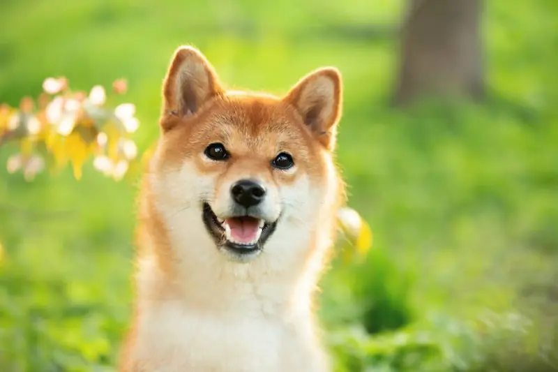 Are Shiba Inus playful dogs