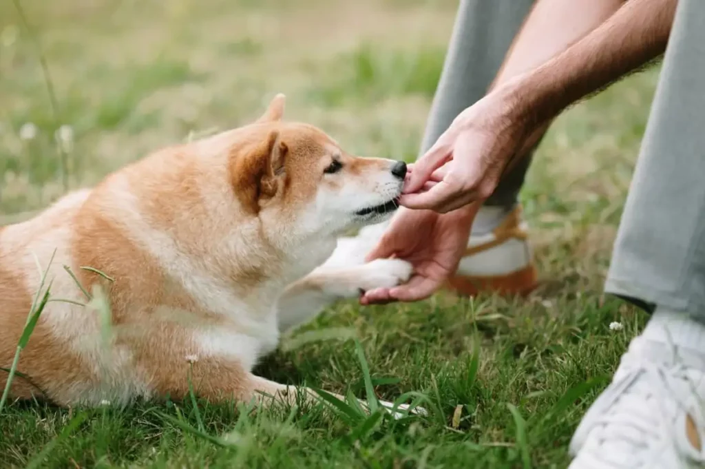 Are Shiba Inus Really That Difficult to Train