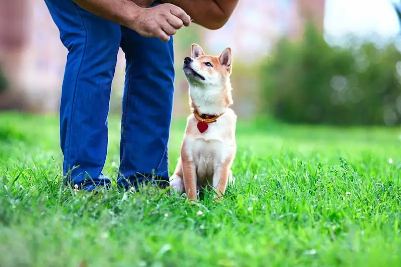 Learn positive obedience training
