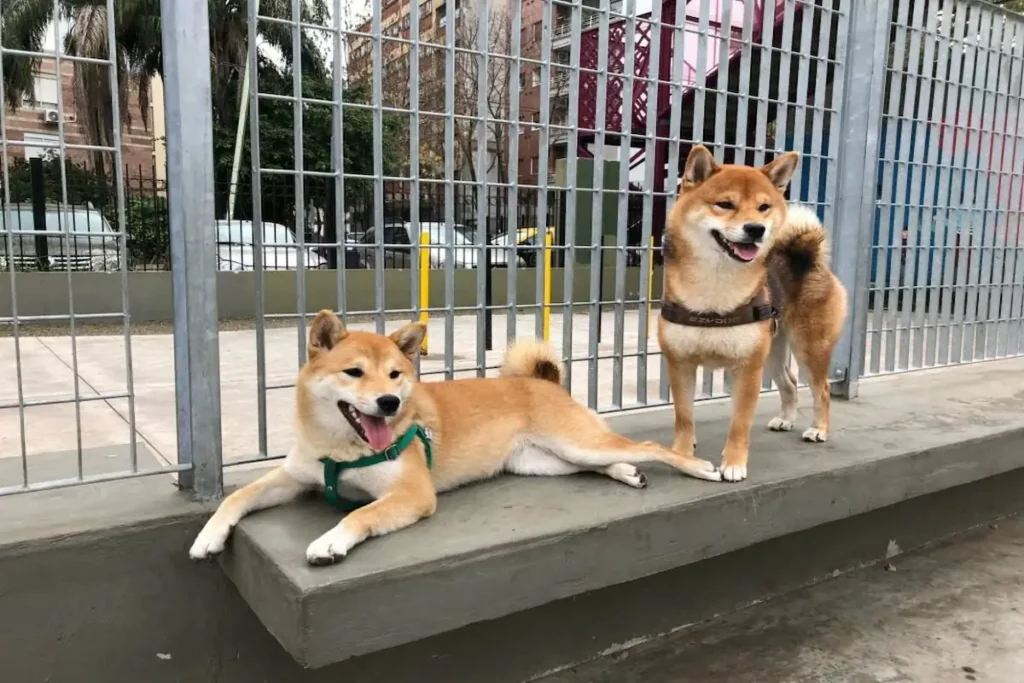Are Shibas Affectionate