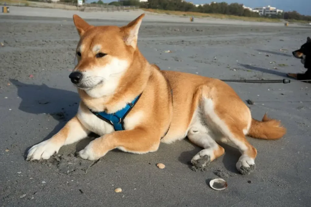 Are Shibas Allowed at Groomers