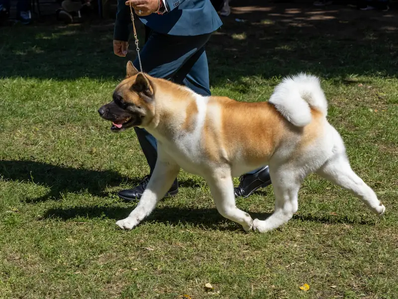 Can Akitas be service dogs