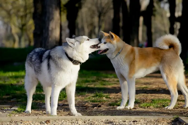 Can Akitas live with other dogs