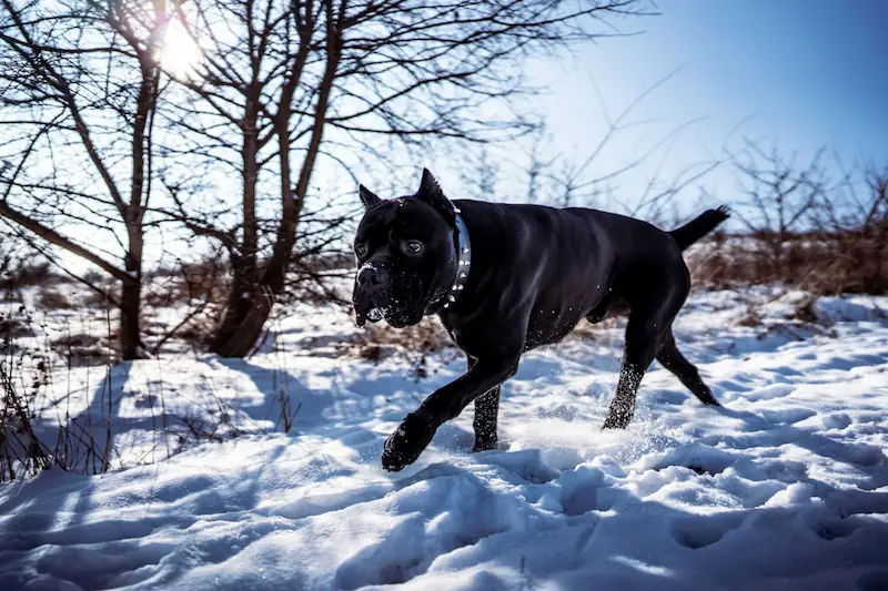 Can Cane Corso handle cold weather
