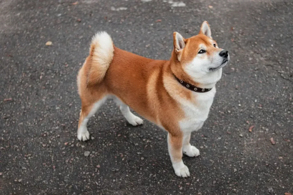 Can Shiba Inus Be Off Leash