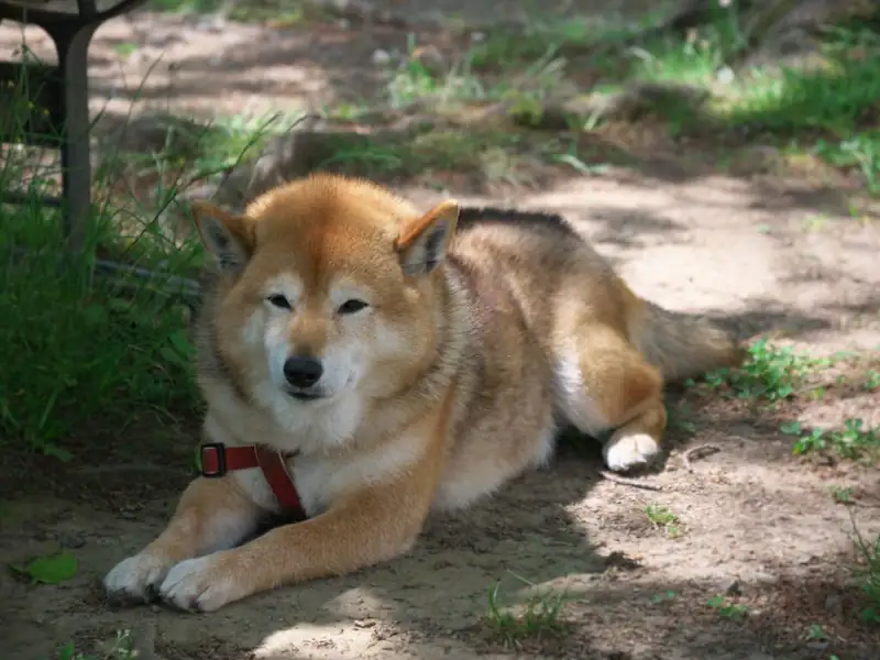Can Shiba Inus Live In Hot Weather