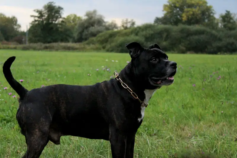 Are Cane Corso good outside dogs