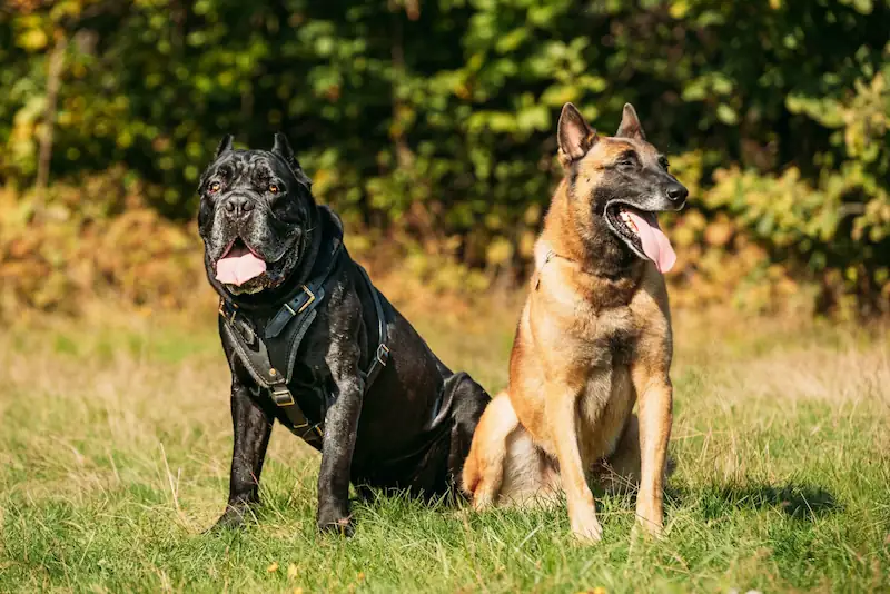 Do Cane Corso get along with other dogs easily