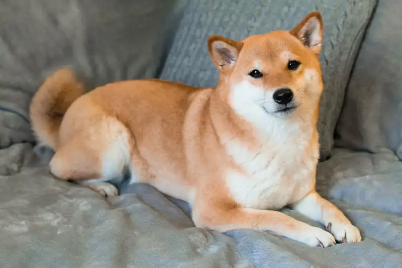 Do Shiba Inus get along with these dogs