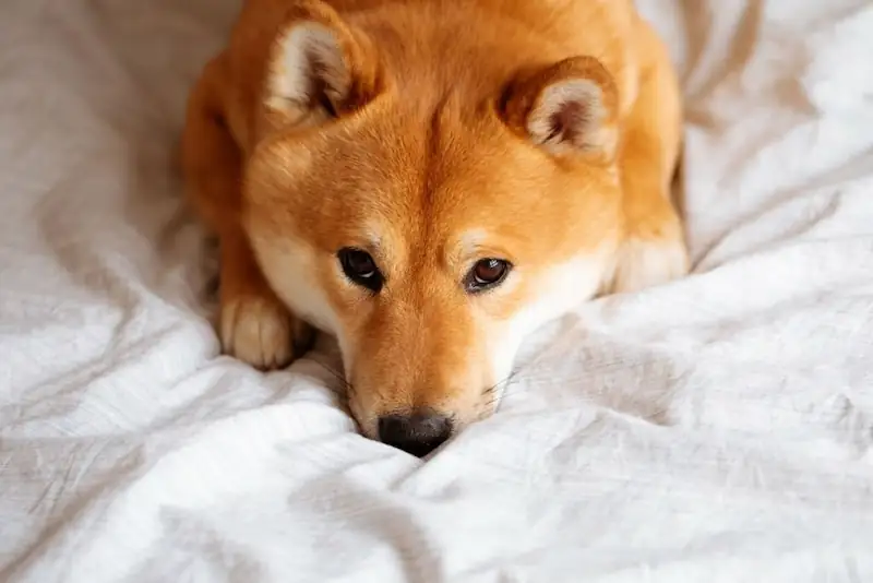 Do Shiba Inus get separation anxiety